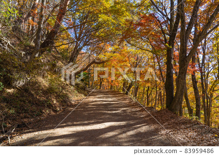 通往光洋台(富士河口湖町)的林道 通往光洋台(富士河口湖町)的林道 83959486