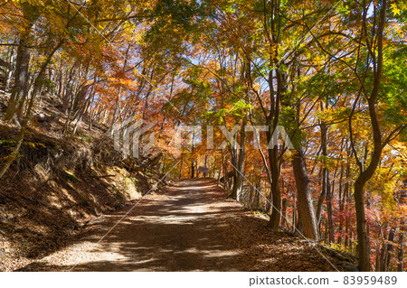 通往光洋台(富士河口湖町)的林道 通往光洋台(富士河口湖町)的林道 83959489