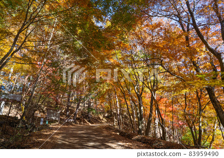 通往光洋台(富士河口湖町)的林道 通往光洋台(富士河口湖町)的林道 83959490
