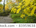 Hakurei Daisen mountain trail in autumn colors 83959638