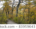 Autumn leaves Hakurei Oyama Gyoja valley mountain trail 83959643