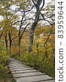 Autumn leaves Hakurei Oyama Gyoja valley mountain trail 83959644