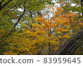 Autumn leaves of Koyama 83959645