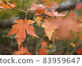 Autumn leaves colored on the side of the mountain trail 83959647