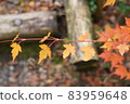 Autumn leaves colored on the side of the mountain trail 83959648