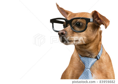 brown dog with a tie and glasses, looking away, as if reading something, on a white background, concept business and finance 83959882