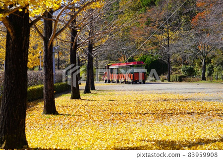 Ginkgo trees and buses Ginkgo trees and buses 83959908