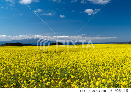 [Yokohama Town, Aomori Prefecture] Spring in northern countries, rape blossoms in full bloom on the Shimokita Peninsula 83959968