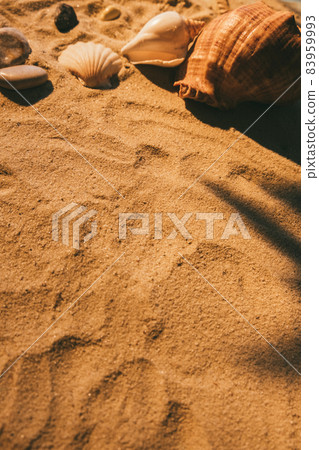 Desert beauty. Summer background. Exotic island. Travel paradise. Seashell stone nature elements composition on golden sand texture with empty space. 83959993