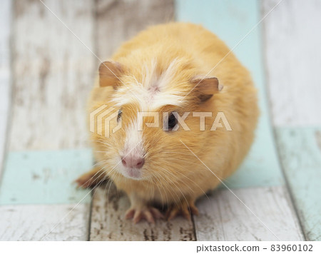 Crested guinea pig 83960102