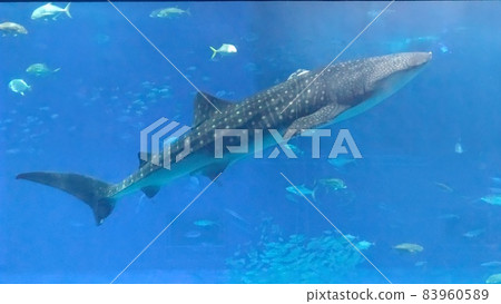 Okinawa Churaumi Aquarium Jimbee shark Okinawa Churaumi Aquarium Jimbee shark 83960589