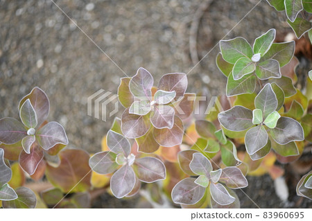 海灘植物的秋葉,Vitex rotundifolia 海灘植物的秋葉,Vitex rotundifolia 83960695