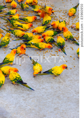 Sun Conure Herd ~ Meal Time Sun Conure Herd ~ Meal Time 83960950