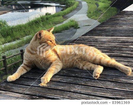 堂堂茶虎流浪貓簡介 堂堂茶虎流浪貓簡介 83961369