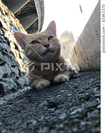 躺在混凝土上的傳神茶虎流浪貓 躺在混凝土上的傳神茶虎流浪貓 83961370