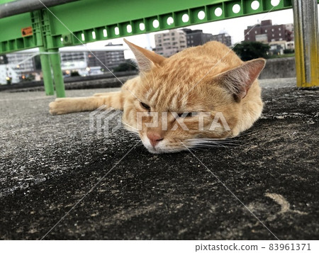 茶花貓躺在混凝土上打盹 83961371