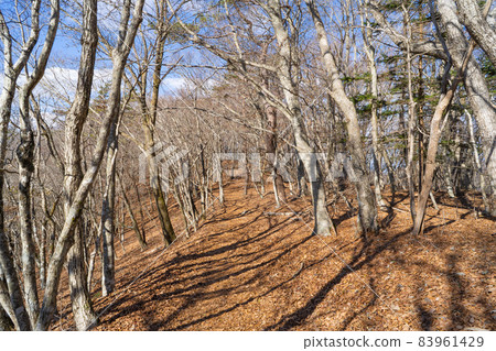 Ridge road near the summit of the panorama stand (Fujikawaguchiko Town) Ridge road near the summit of the panorama stand (Fujikawaguchiko Town) 83961429