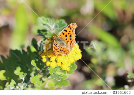 逗號吮吸秋季公園菊花黃花的花蜜 83961663