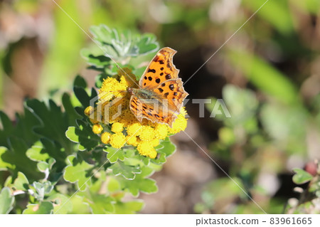 Comma sucking the nectar of the yellow flowers of the chrysanthemum blooming in the autumn park Comma sucking the nectar of the yellow flowers of the chrysanthemum blooming in the autumn park 83961665