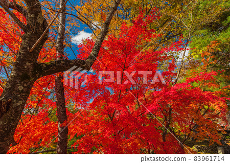 Superb view, autumn Shinshu Komoro, autumn leaves competition, autumn leaves that dye the ruins of an old castle red 83961714