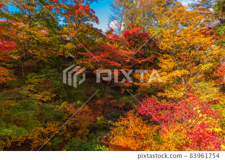 絕景、秋天的信州小諸、秋葉比賽、將古堡的廢墟染成紅色的紅葉 絕景、秋天的信州小諸、秋葉比賽、將古堡的廢墟染成紅色的紅葉 83961754