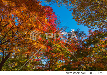 絕景、秋天的信州小諸、秋葉比賽、將古堡的廢墟染成紅色的紅葉 83961755