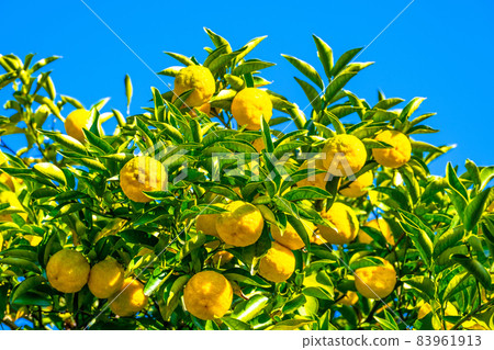 Yuzu grown without pesticides Yuzu grown without pesticides 83961913