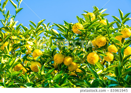 Yuzu grown without pesticides Yuzu grown without pesticides 83961945