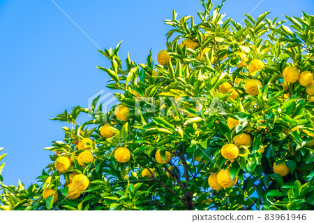 Yuzu grown without pesticides Yuzu grown without pesticides 83961946