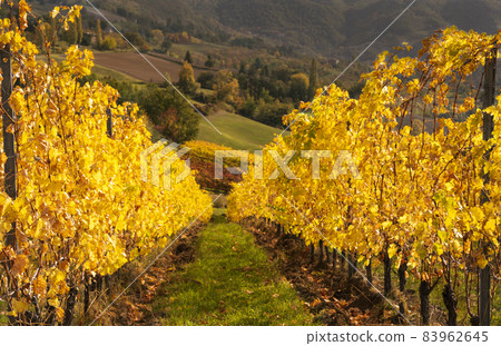 vineyards in the fall in the sun. Autumn season, vineyards in the fall in the sun. Autumn season, 83962645