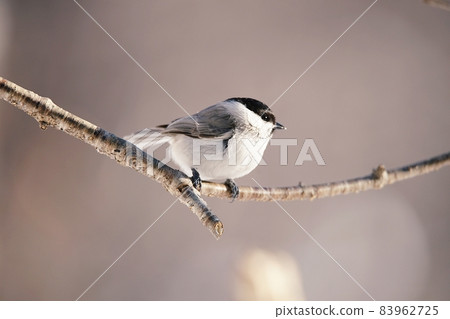Willow tit 83962725