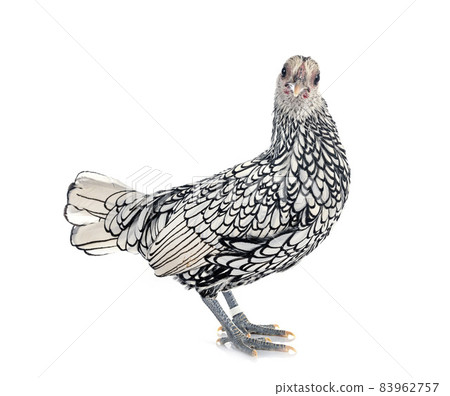Sebright chicken in studio 83962757