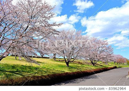 宮城縣角田市阿武隈川沿岸的一排櫻花樹 83962964