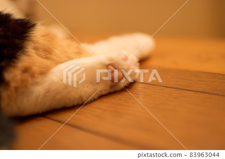 Cute paws on the left hind leg of a calico cat Cute paws on the left hind leg of a calico cat 83963044
