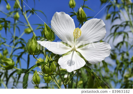 White scarlet rosemallow White scarlet rosemallow 83963182