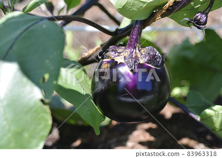 Round eggplant Round eggplant 83963318