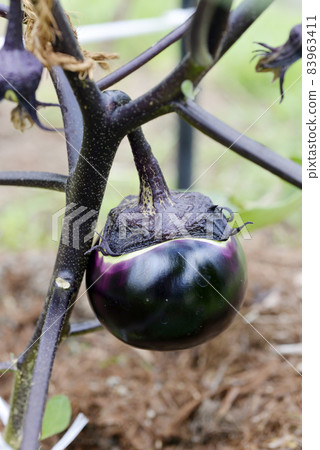 Round eggplant 83963411