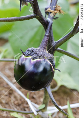圓茄子 83963413