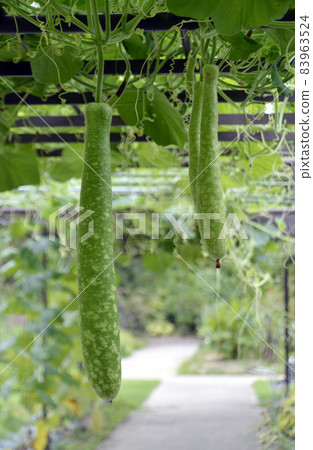 Loofah 83963524