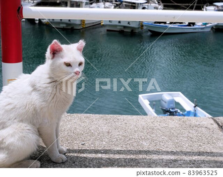 A dignified white cat that "protects" Yushima Port (Kamiamakusa City, Kumamoto Prefecture) 83963525