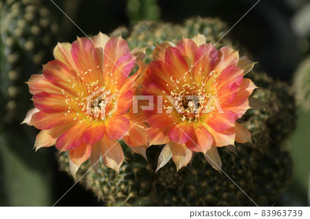 Lobivia spp. with pink and orange flowers on blurred background. 83963739