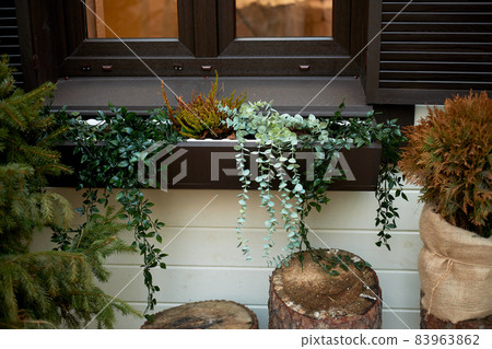 Window sill design with tub with succulents. Hanging down. Garden design. Window sill design with tub with succulents. Hanging down. Garden design. 83963862