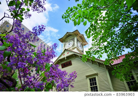 Sapporo Clock Tower and Lilac 83963903