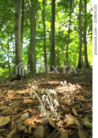 Monotropastrum humilis on the beech path in Kuromatsunai, Hokkaido 83964185