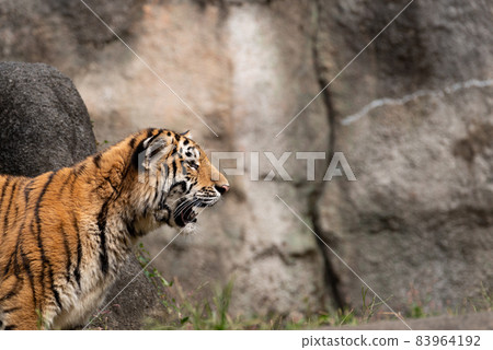 Cool tiger Cool tiger 83964192