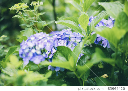 Hydrangea, a rainy season flower that stores beautiful drops that bloom in the rain Hydrangea, a rainy season flower that stores beautiful drops that bloom in the rain 83964420