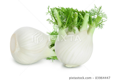 fresh fennel bulb isolated on white background with full depth of field fresh fennel bulb isolated on white background with full depth of field 83964447
