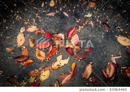 Fallen leaves in a puddle of reddish-brown leaves that turned red in autumn Fallen leaves in a puddle of reddish-brown leaves that turned red in autumn 83964460