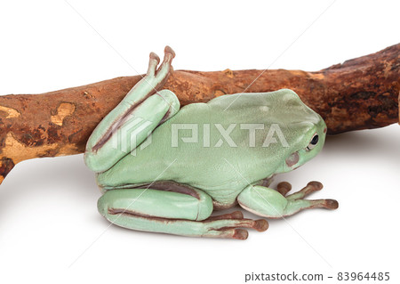 The Australian green tree frog on a branch isolated on white background with clipping path and full depth of field The Australian green tree frog on a branch isolated on white background with clipping path and full depth of field 83964485