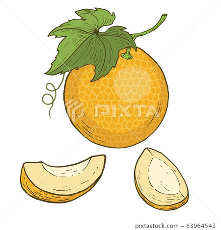 Melon. Cartoon vector icon. Series of food and drink and ingredients for cooking. Melon. Cartoon vector icon. Series of food and drink and ingredients for cooking. 83964541